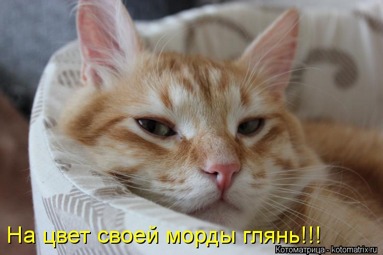 Котоматрица: На цвет своей морды глянь!!!