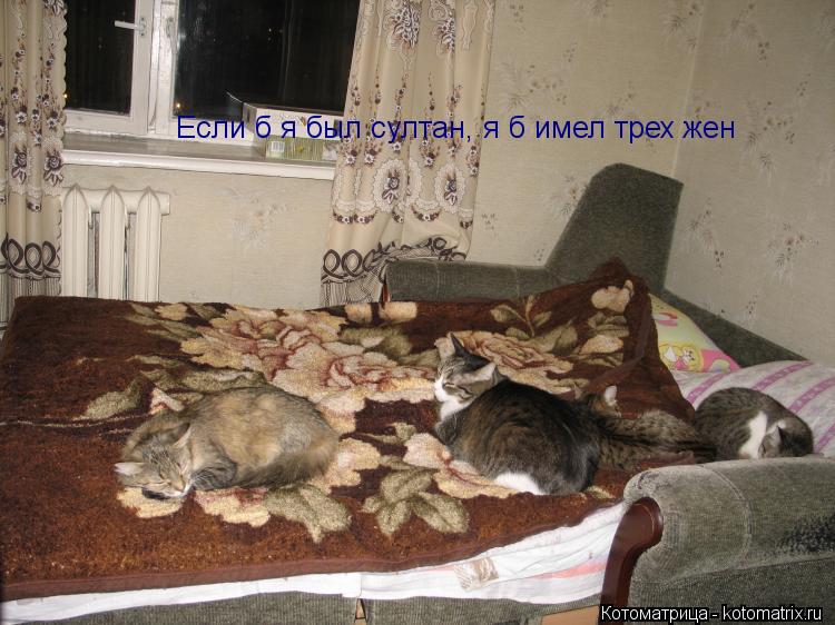 Если б я был султан, я б имел трех жен... Котоматрица: Если б я был султан, я б имел трех жен