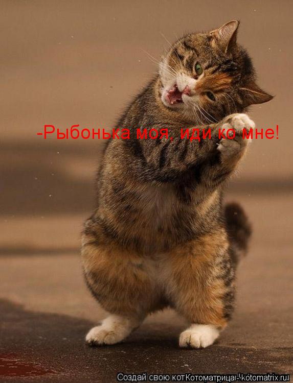-Рыбонька моя, иди ко мне!... Котоматрица: -Рыбонька моя, иди ко мне!