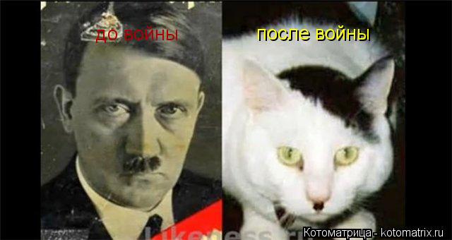 до войны после войны... Котоматрица: до войны после войны