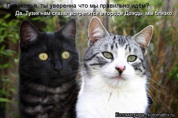 Прасковья, ты уверенна что мы правильно идём? Да, Тузик нам сказал встретится в городе Дождь, мы близ... Котоматрица: Прасковья, ты уверенна что мы правильно идём? Да, Тузик нам сказал встретится в городе Дождь, мы близко.