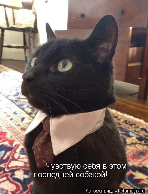 Котоматрица: Чувствую себя в этом последней собакой!