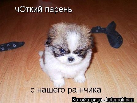 чОткий парень с нашего раЁнчика... Котоматрица: чОткий парень с нашего раЁнчика