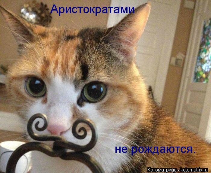 Аристократами не рождаются.... Котоматрица: Аристократами не рождаются.