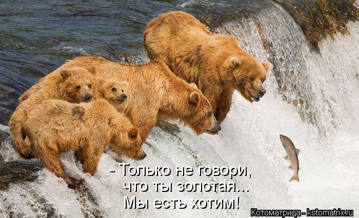 - Только не говори, что ты золотая... Мы есть хотим!... Котоматрица: - Только не говори, что ты золотая... Мы есть хотим!