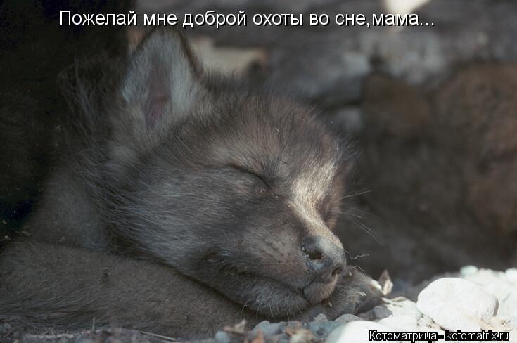 Котоматрица: Пожелай мне доброй охоты во сне,мама...