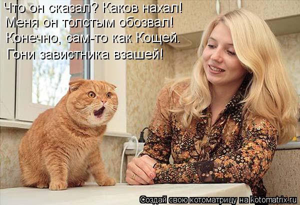 Что он сказал? Каков нахал! Меня он толстым обозвал! Конечно, сам-то как Кощей. Гони завистника взаше... Котоматрица: Что он сказал? Каков нахал! Меня он толстым обозвал! Конечно, сам-то как Кощей. Гони завистника взашей!