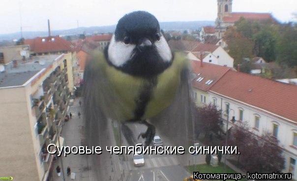 Котоматрица: Суровые челябинские синички.