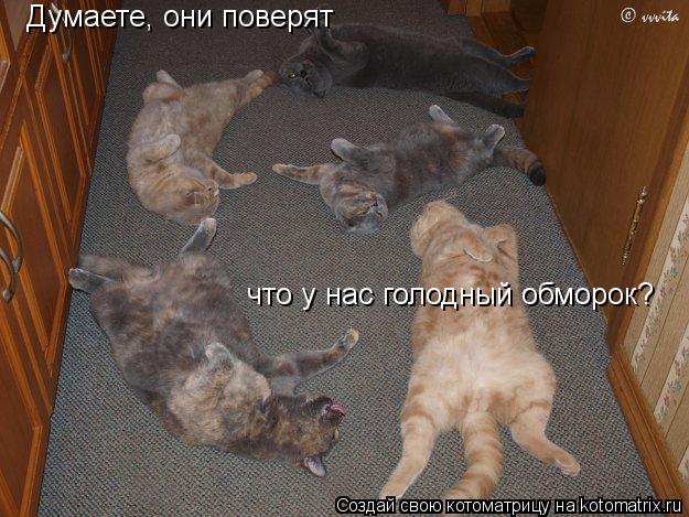 Думаете, они поверят что у нас голодный обморок?... Котоматрица: Думаете, они поверят что у нас голодный обморок?