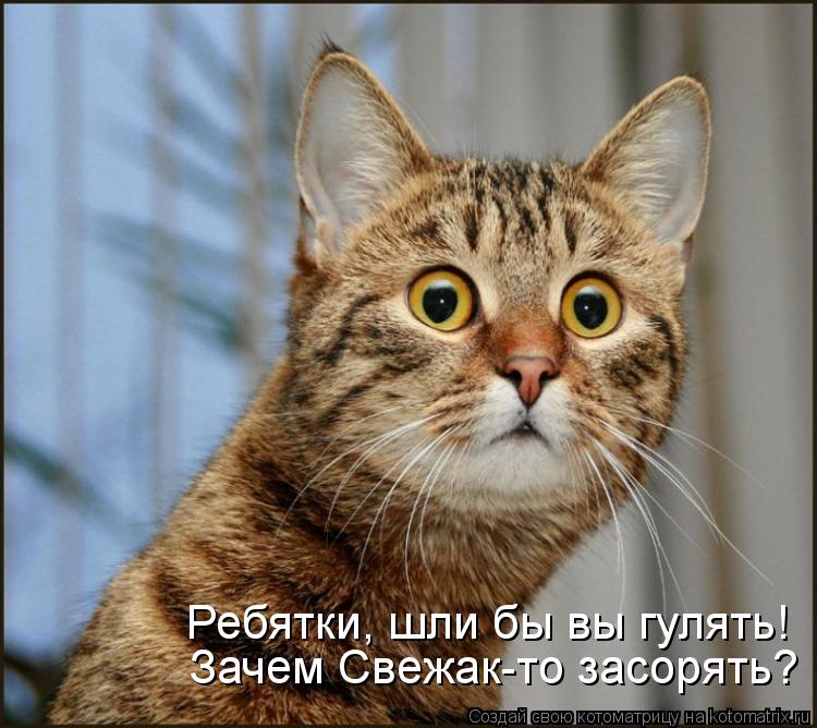 Зачем Свежак-то засорять? Ребятки, шли бы вы гулять!... Котоматрица: Зачем Свежак-то засорять? Ребятки, шли бы вы гулять!