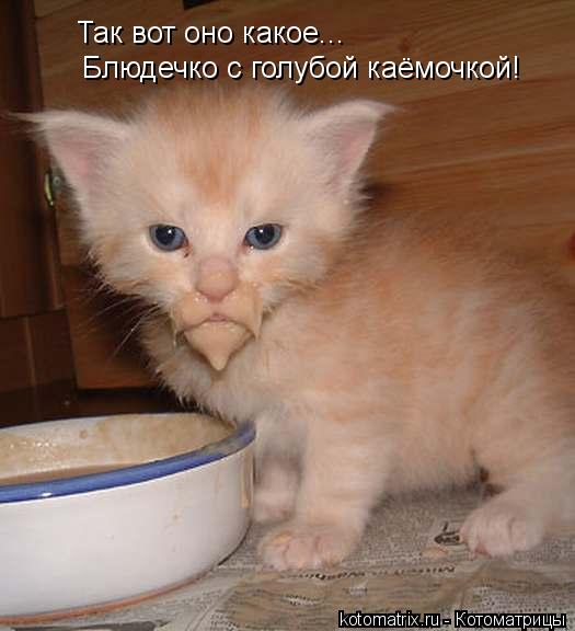 Котоматрица: Так вот оно какое... Блюдечко с голубой каёмочкой!