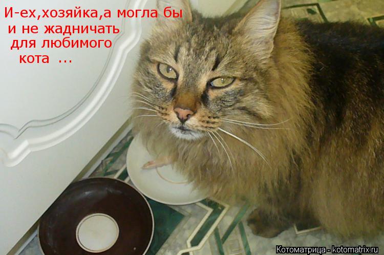 И-ех,хозяйка,а могла бы и не жадничать для любимого кота ...... Котоматрица: И-ех,хозяйка,а могла бы и не жадничать для любимого кота ...