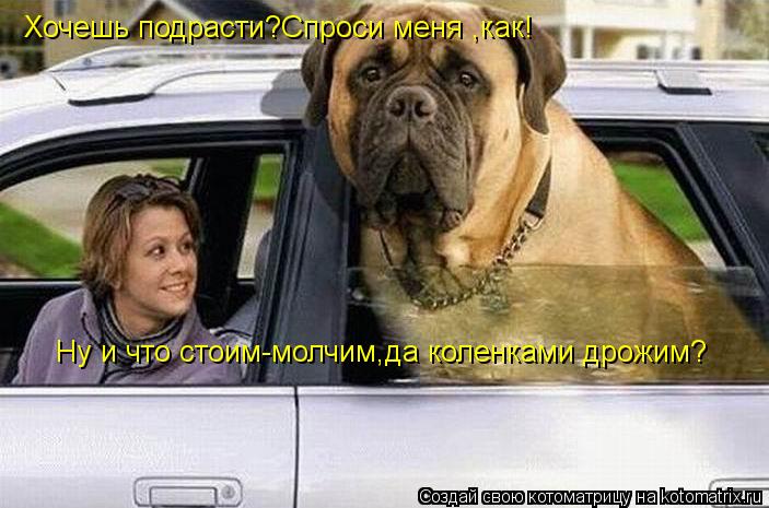 Котоматрица: Хочешь подрасти?Спроси меня ,как! Ну и что стоим-молчим,да коленками дрожим?