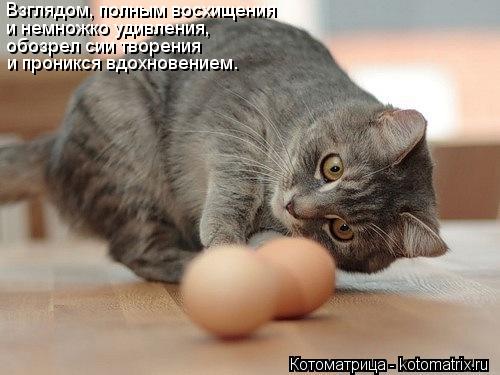 Котоматрица: Взглядом, полным восхищения и немножко удивления, обозрел сии творения и проникся вдохновением.