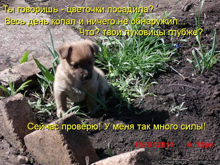 Котоматрица: Ты говоришь - цветочки посадила? Весь день копал и ничего не обнаружил... Что? твои луковицы глубже? Сейчас проверю! У меня так много силы!
