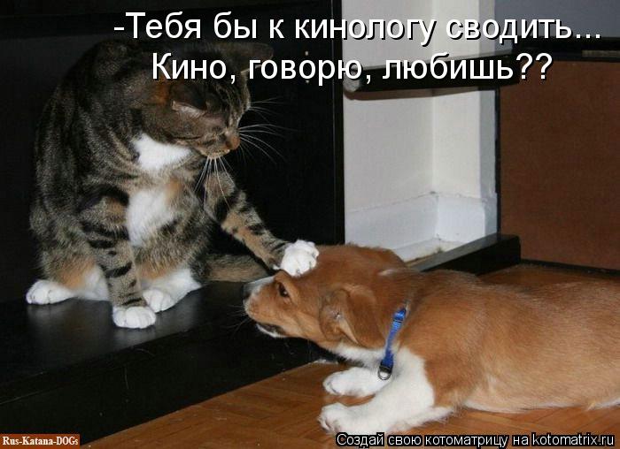 -Тебя бы к кинологу сводить... Кино, говорю, любишь??... Котоматрица: -Тебя бы к кинологу сводить... Кино, говорю, любишь??