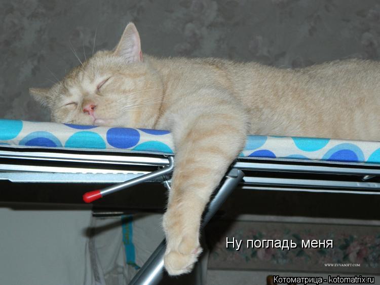 Котоматрица: Ну погладь меня