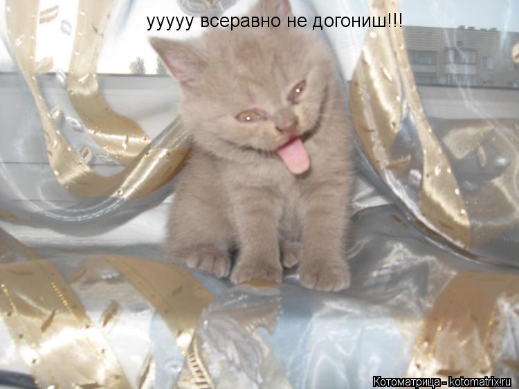 ууууу всеравно не догониш!!!... Котоматрица: ууууу всеравно не догониш!!!