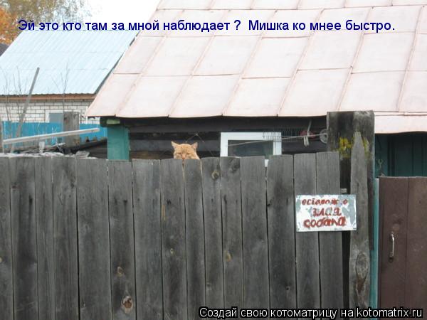 Котоматрица: Эй это кто там за мной наблюдает ?  Мишка ко мнее быстро.