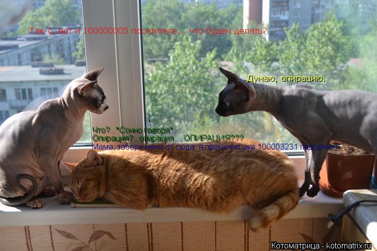 Котоматрица: Так-с, вот и 100000005 посетитель... что будем делать? Думаю, опирацию. Что?.. *Сонно говоря* Опирация?.. опирация.... ОПИРАЦИЯ??? Мама, забери меня от сю