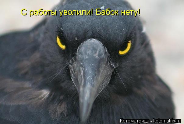 Котоматрица: С работы уволили! Бабок нету!