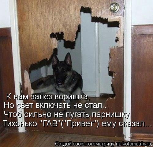 К нам залез воришка, Но свет включать не стал... Чтоб сильно не пугать парнишку, Тихонько "ГАВ"("Прив... Котоматрица: К нам залез воришка, Но свет включать не стал... Чтоб сильно не пугать парнишку, Тихонько "ГАВ"("Привет") ему сказал...