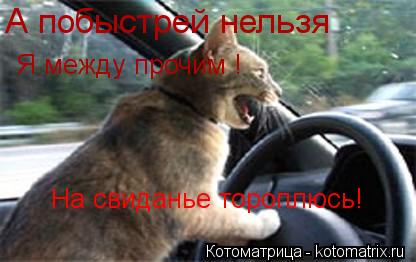 А побыстрей нельзя Я между прочим ! На свиданье тороплюсь!... Котоматрица: А побыстрей нельзя Я между прочим ! На свиданье тороплюсь!