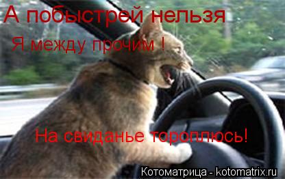 Котоматрица: А побыстрей нельзя Я между прочим ! На свиданье тороплюсь!