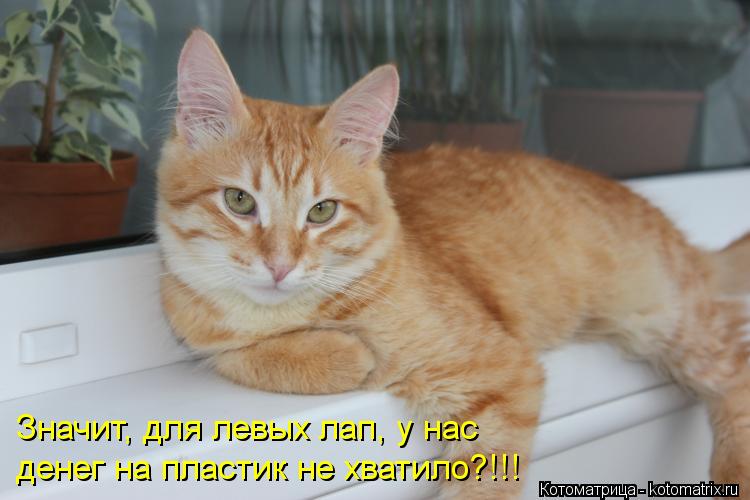 Котоматрица: Значит, для левых лап, у нас денег на пластик не хватило?!!!