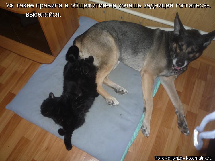 Котоматрица: Уж такие правила в общежитии-не хочешь задницей толкаться-. выселяйся.