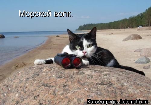 Котоматрица: Морской волк.