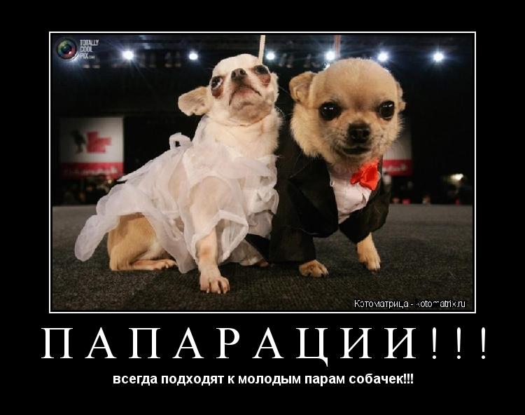Котоматрица: папарации!!! всегда подходят к молодым парам собачек!!!