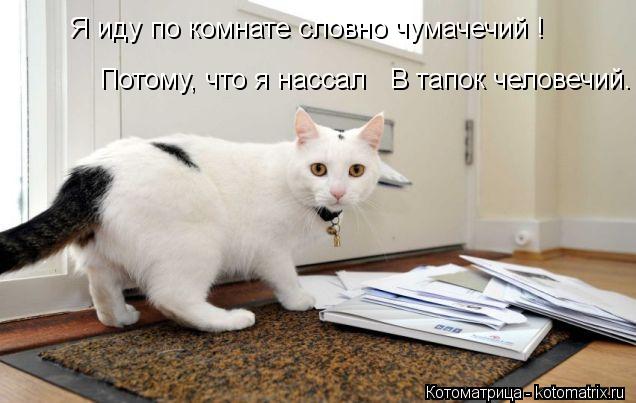 Котоматрица: Я иду по комнате словно чумачечий !    Потому, что я нассал   В тапок человечий.