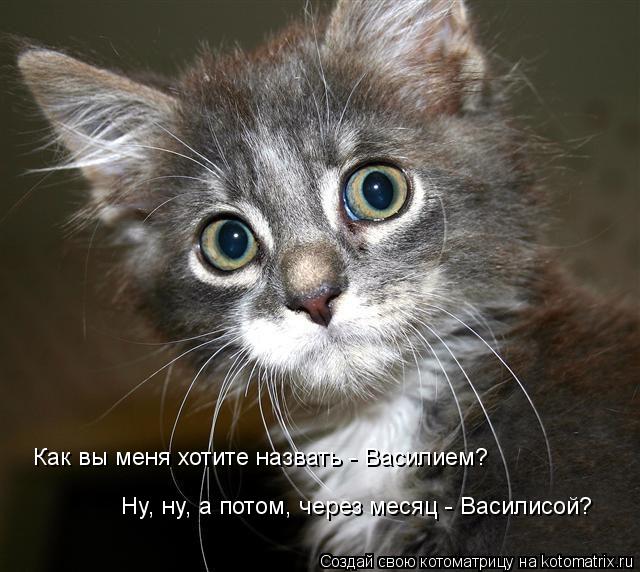 Как вы меня хотите назвать - Василием? Ну, ну, а потом, через месяц - Василисой?... Котоматрица: Как вы меня хотите назвать - Василием? Ну, ну, а потом, через месяц - Василисой?