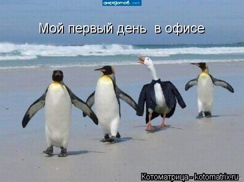 Котоматрица: Мой первый день  в офисе