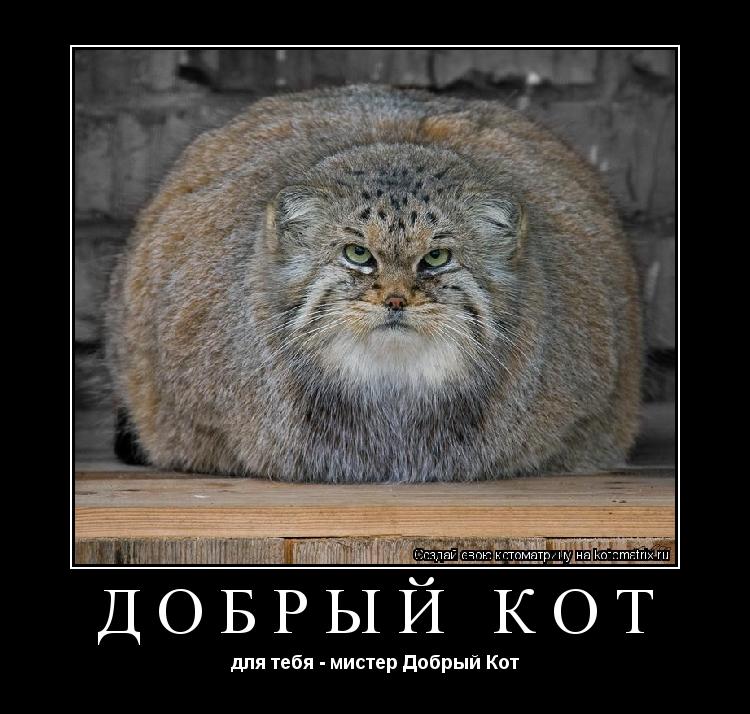 Добрый Кот для тебя - мистер Добрый Кот... Котоматрица: Добрый Кот для тебя - мистер Добрый Кот