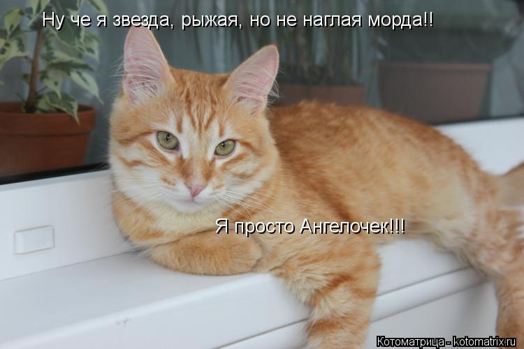 Ну че я звезда, рыжая, но не наглая морда!! Я просто Ангелочек!!!... Котоматрица: Ну че я звезда, рыжая, но не наглая морда!! Я просто Ангелочек!!!