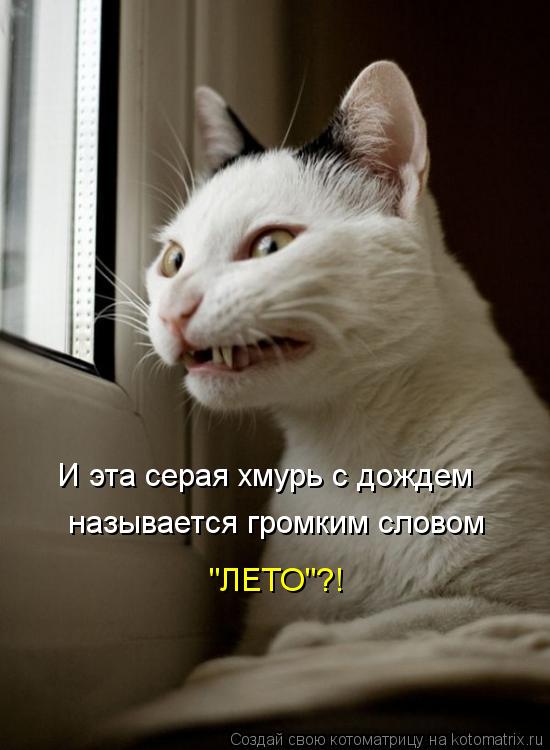 Котоматрица: И эта серая хмурь с дождем  называется громким словом "ЛЕТО"?!