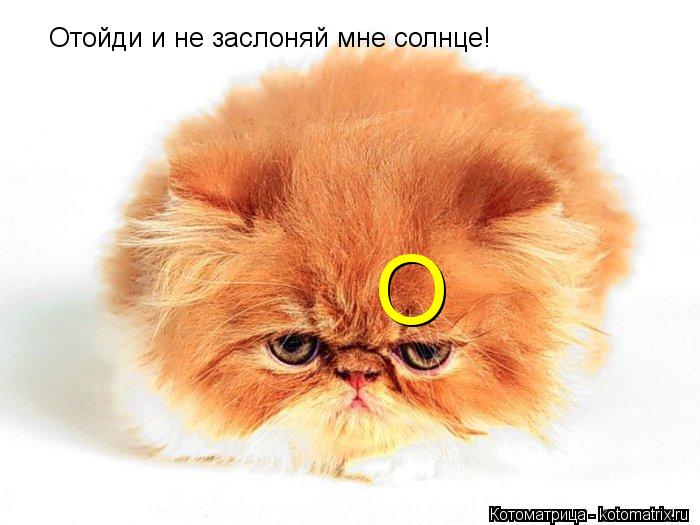 Отойди и не заслоняй мне солнце! О... Котоматрица: Отойди и не заслоняй мне солнце! О