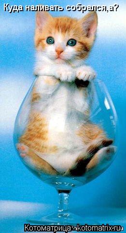 Куда наливать собрался,а?... Котоматрица: Куда наливать собрался,а?