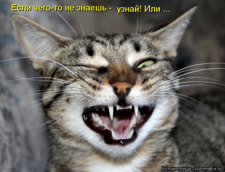 Если чего-то не знаешь - узнай! Или ...... Котоматрица: Если чего-то не знаешь - узнай! Или ...