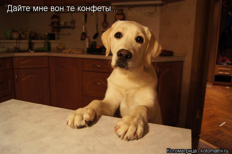 Дайте мне вон те конфеты...... Котоматрица: Дайте мне вон те конфеты...