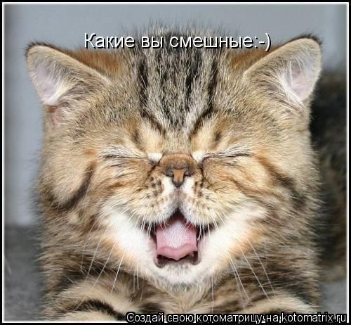 Котоматрица: Какие вы смешные:-)