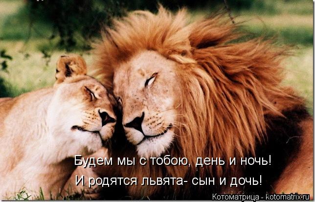 Будем мы с тобою, день и ночь! И родятся львята- сын и дочь!... Котоматрица: Будем мы с тобою, день и ночь! И родятся львята- сын и дочь!