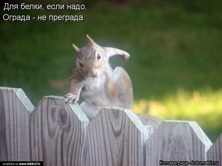 Для белки, если надо, Ограда - не преграда... Котоматрица: Для белки, если надо, Ограда - не преграда