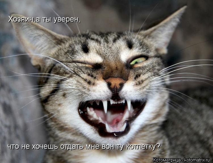Котоматрица: Хозяин,а ты уверен, что не хочешь отдать мне вон ту котлетку?