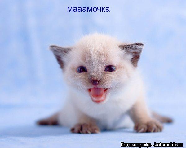 мааамочка... Котоматрица: мааамочка
