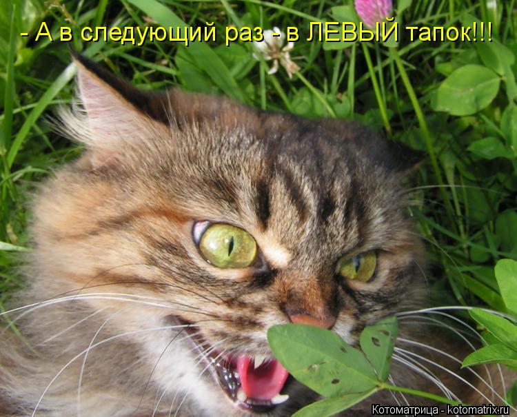 - А в следующий раз - в ЛЕВЫЙ тапок!!!... Котоматрица: - А в следующий раз - в ЛЕВЫЙ тапок!!!