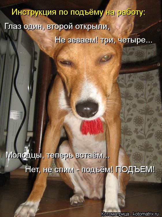Нет, не спим - подъём! ПОДЪЕМ! Инструкция по подъёму на работу: Глаз один, второй открыли, Не зеваем!... Котоматрица: Нет, не спим - подъём! ПОДЪЕМ! Инструкция по подъёму на работу: Глаз один, второй открыли, Не зеваем! три, четыре... Молодцы, теперь встаём...
