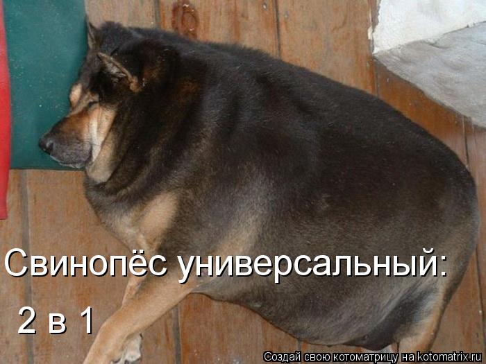 Котоматрица: Свинопёс универсальный: 2 в 1
